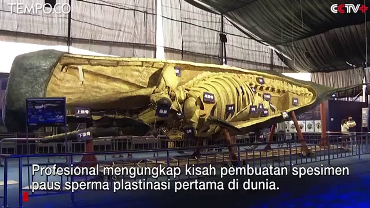 Kisah Pembuatan Spesimen Paus Sperma Plastinasi Pertama di Dunia
