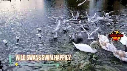 Wild swans swim happily