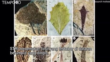 Fosil Pohon Raksasa Berumur 10 Juta Tahun Ditemukan di Peru