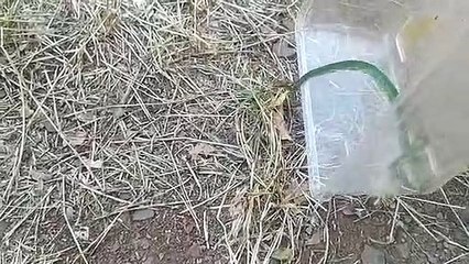 Susto: cobra é encontrada em carro de professora em Arapongas