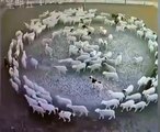 Il mistero del pecore rotanti: da 12 giorni girano in tondo senza fermarsi. E il video diventa virale