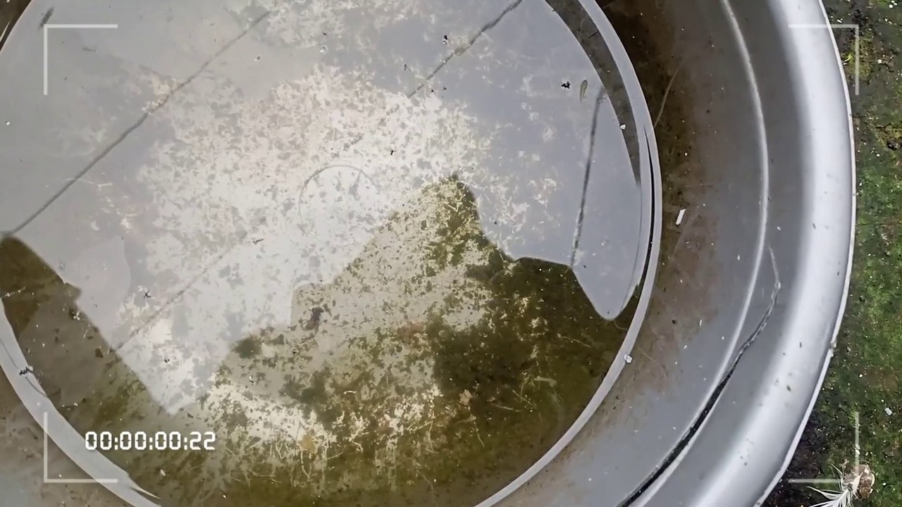 VID_20221117074940
