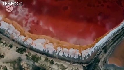 Saat Musim Panas, Danau di Siberia Ini Berubah Merah Muda