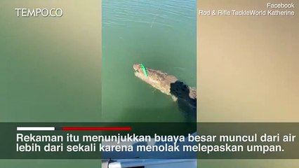 Sedang Asyik Memancing, Pria ini Justru Dapat Buaya