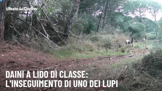 Daini a Lido di Classe: l'inseguimento di uno dei lupi