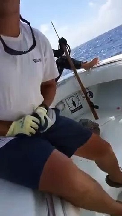 Il a la mauvaise idée de vouloir toucher un poisson-globe