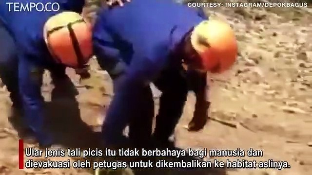 Heboh Ular Sanca Jatuh ke Dalam Kamar Mandi Warga Kebagusan