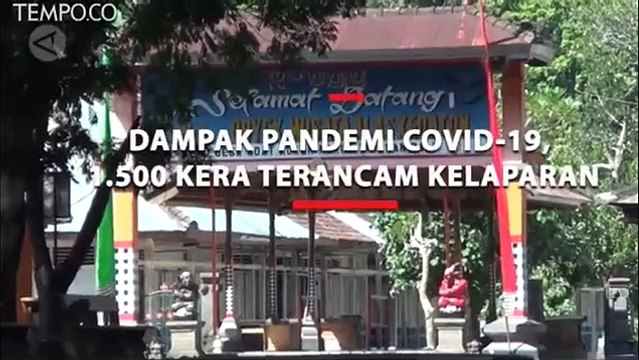 Dampak Pandemi COVID-19, 1.500 Kera Terancam Kelaparan di Tabanan