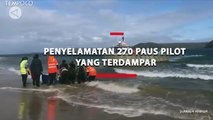 Penyelamatan 270 Paus Pilot yang Terdampar di Pesisir Australia