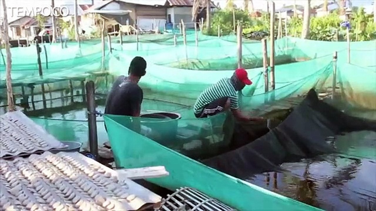 Permintaan Ikan Hias Meningkat Selama Pandemi Covid-19