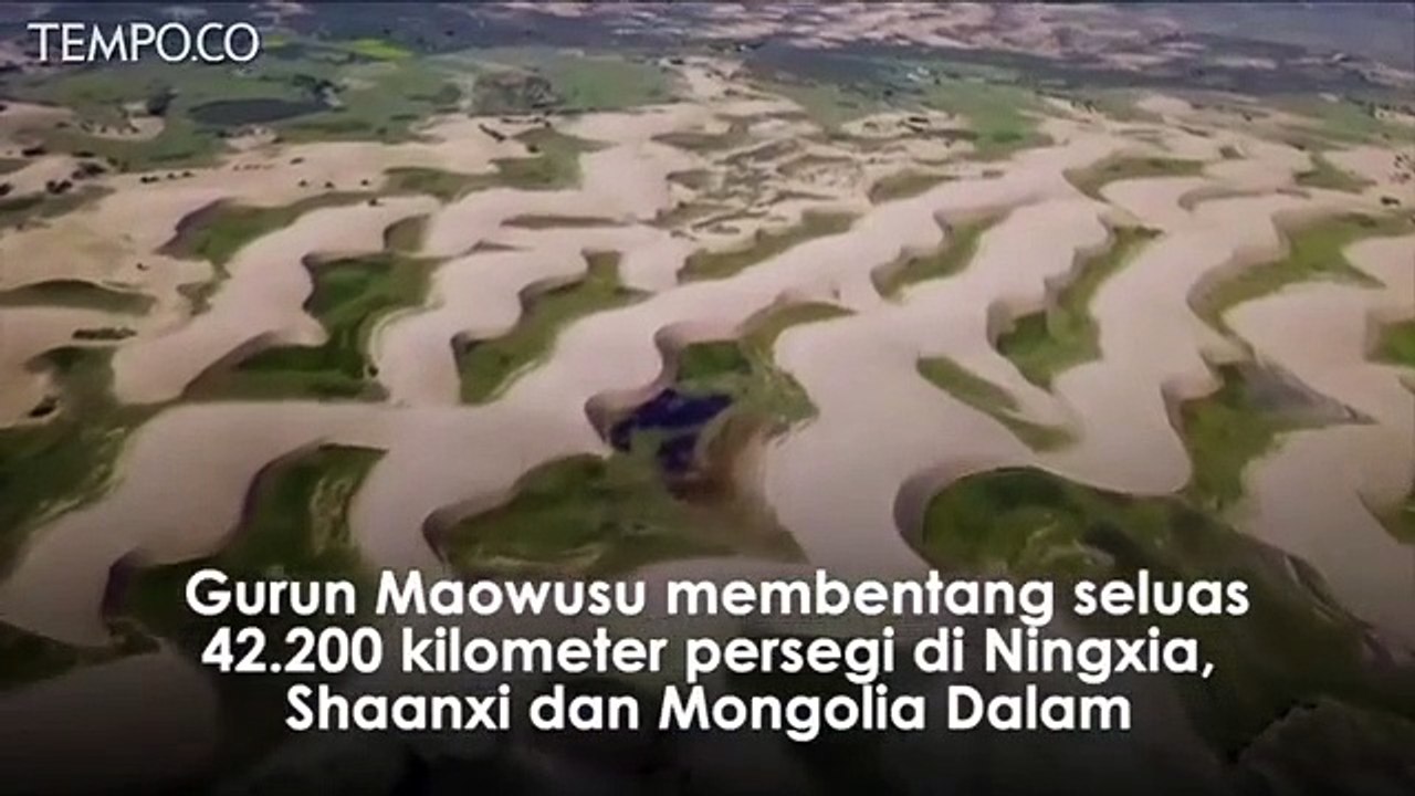 Gurun Maowusu di Cina Menyusut Beberapa Dekade, Berubah Menjadi Hijau