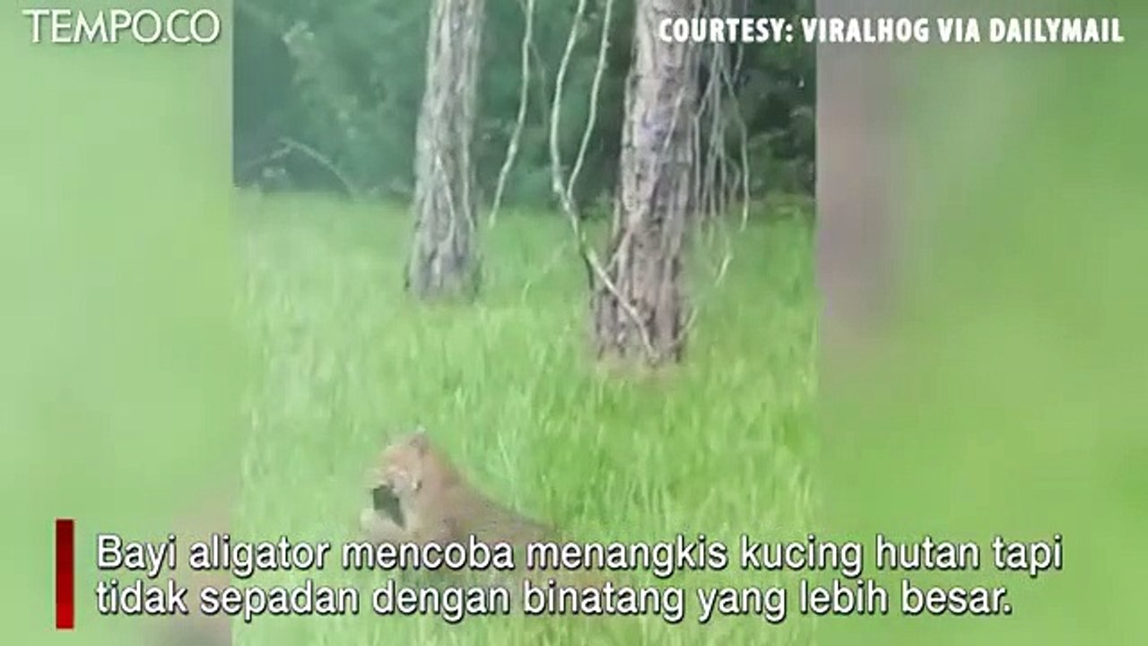 Pertarungan Brutal Sampai Mati, Bayi Buaya versus Kucing Hutan