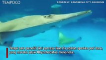 Berjuluk Roh Pendendam Mononoke, Ini Spesies Baru di Aquarium Jepang