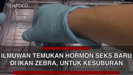 Ilmuwan Temukan Hormon Seks Baru di Ikan Zebra, untuk Kesuburan