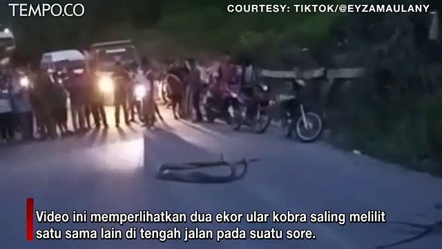 Viral, Video Dua Ular Kobra Kawin Saling Melilit di Tengah Jalan Jadi Tontonan Warga