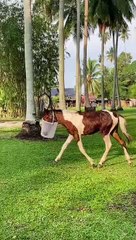 Kuda Lucu yang Menggemaskan 🐴