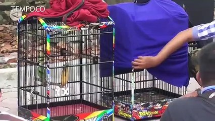 BKSDA Sumatera Utara Buka Pendaftaran Kepemilikan Burung Hias Langka