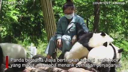 Momen Menggemaskan, Panda Bertingkah Manja Layaknya Anak Kecil