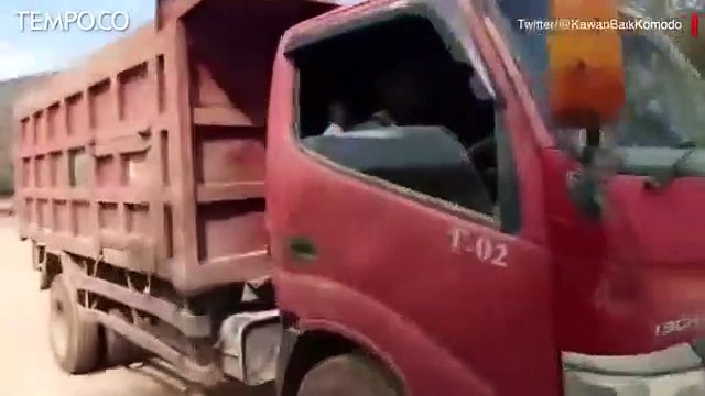 Viral Truk Masuk Habitat Komodo, Badan Otorita: Bawa Tiang Pancang