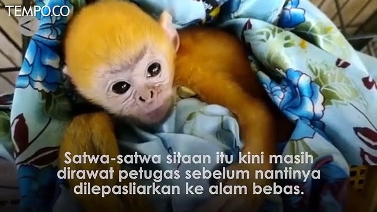 BKSDA Kelas I Serang Gagalkan Perdagangan Satwa Dilindungi