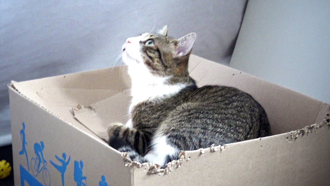 Cat Monster Eats Cardboard Boxes