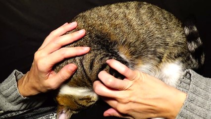 Kitten Purrs in My Arms