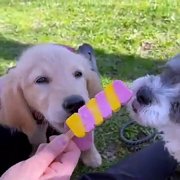 Amazing Funny Animals Video Funniest Cat and Dogs