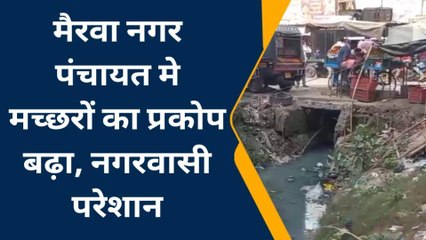 सिवान: नगर पंचायत मे मच्छरों का प्रकोप बढ़ा, नगरवासी परेशान