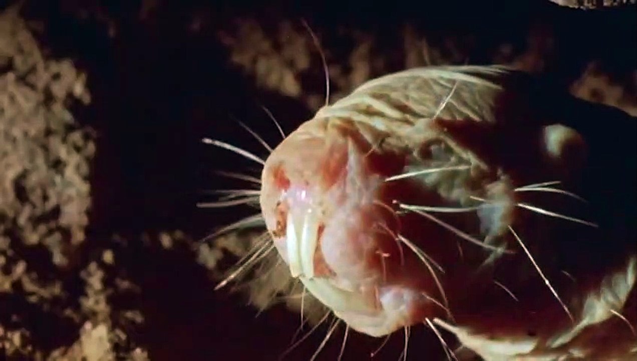 True Facts About The Naked Mole Rat