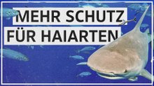Durchbruch bei Schutz von Requiem- und Hammerhaien