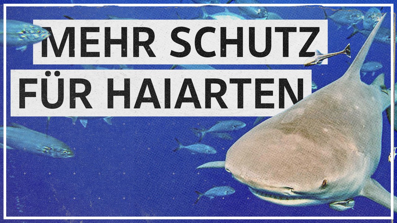 Durchbruch bei Schutz von Requiem- und Hammerhaien