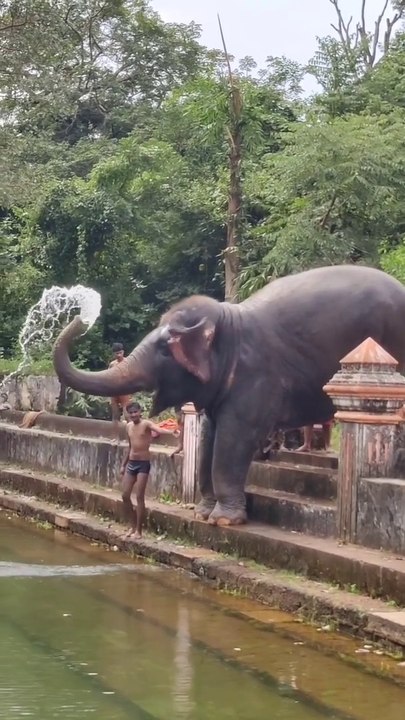 baby elephant playing water