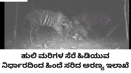 ಮೈಸೂರು:ಹುಲಿ ಮರಿಗಳ ಸೆರೆ ಹಿಡಿಯುವ ನಿರ್ಧಾರದಿಂದ ಹಿಂದೆ ಸರಿದ ಅರಣ್ಯ ಇಲಾಖೆ