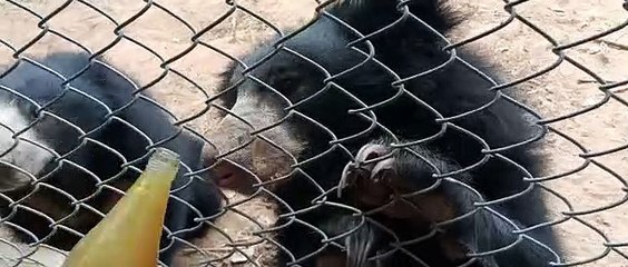 नाहरगढ़ बायो पार्क से मिली दोहरी खुशी, मादा भालू झुमरी ने दिया दो बच्चों को जन्म