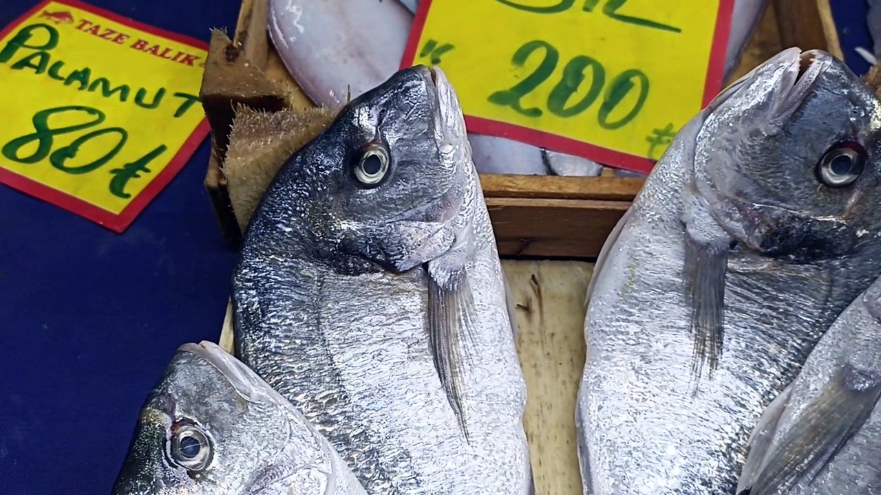 Seabream Fish