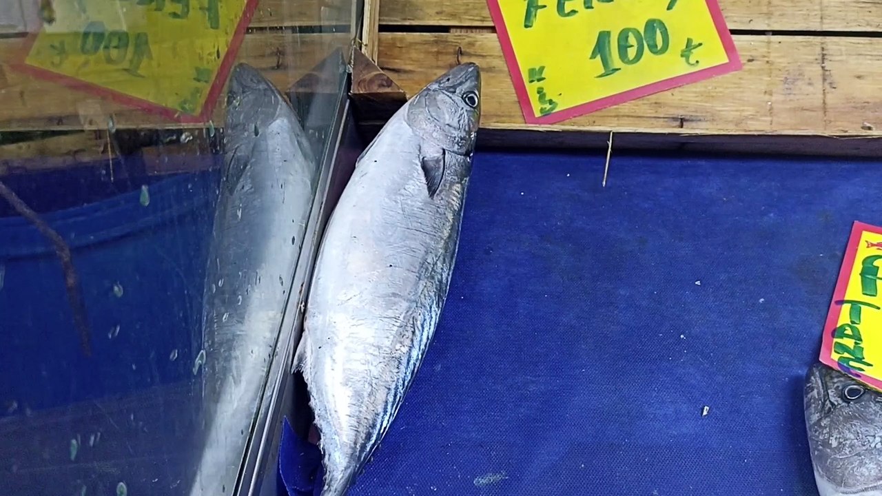 Bonito Fish