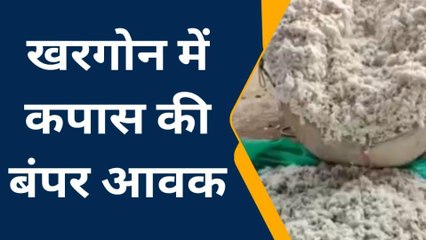 खरगोन:निमाड़ के सफेद सोने की बंपर आवक, जानिए क्या रहे भाव