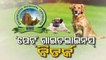 Bhubaneswar : BMC to introduce guildelines for keeping pet dogs