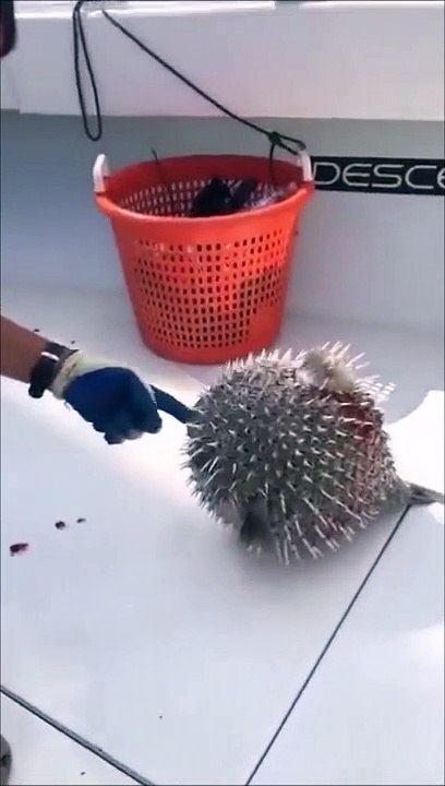 Toucher un poisson-globe : mauvaise idée