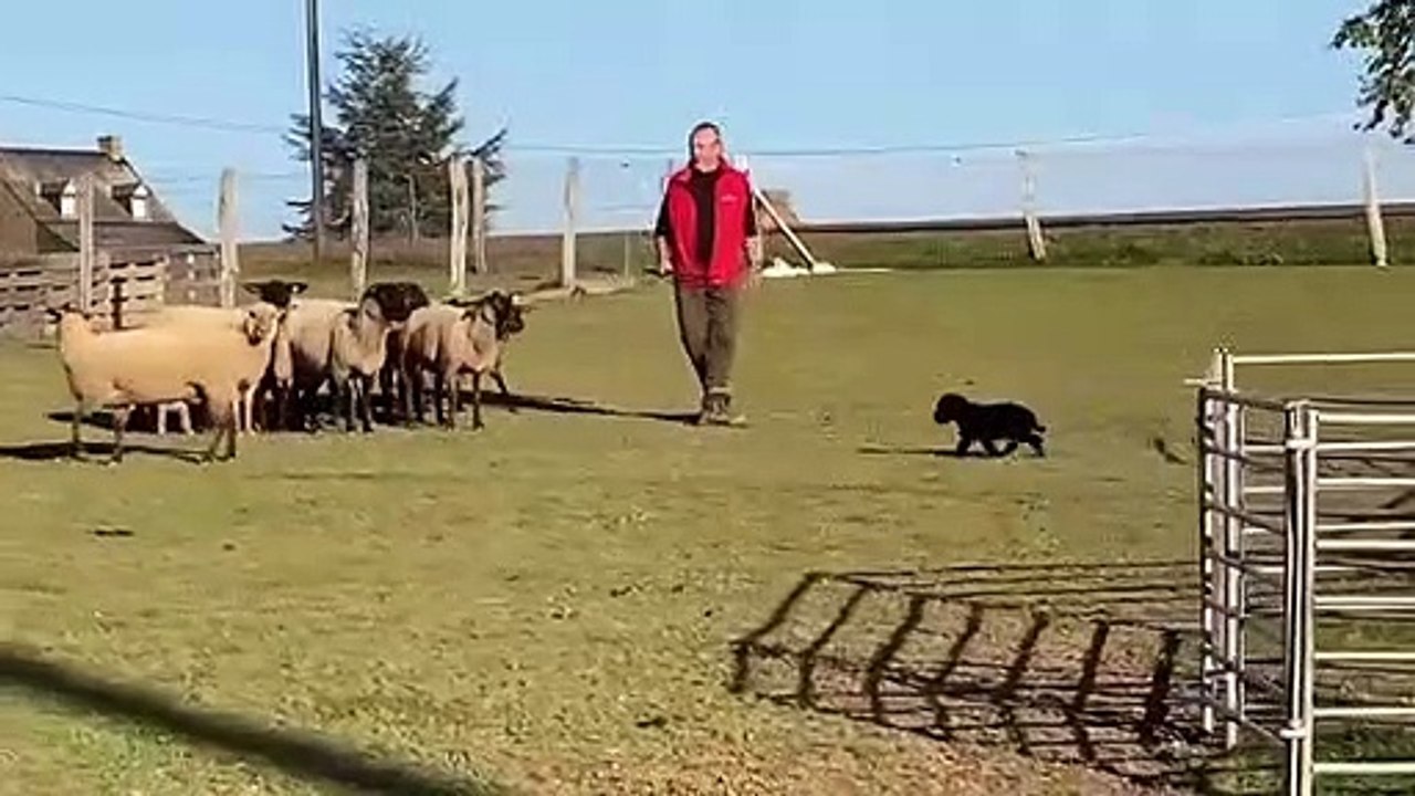 Bébé Briard au troupeau