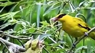 Birds mother feeding their hungry barbies..part 1- #birds#hungry#animals