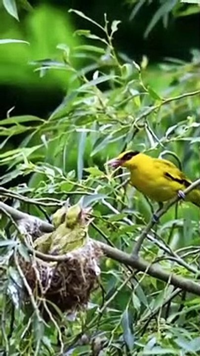 Birds mother feeding their hungry barbies..part 1- #birds#hungry#animals
