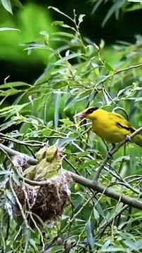 Birds mother feeding their hungry barbies..part 1- #birds#hungry#animals