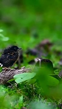 Birds mother feeding their hungry barbies..part 2- #birds#hungry#animals