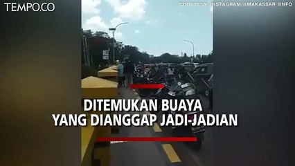 Video Viral, Ditemukan Buaya Dianggap Jadi-jadian Kembaran Manusia di Makassar