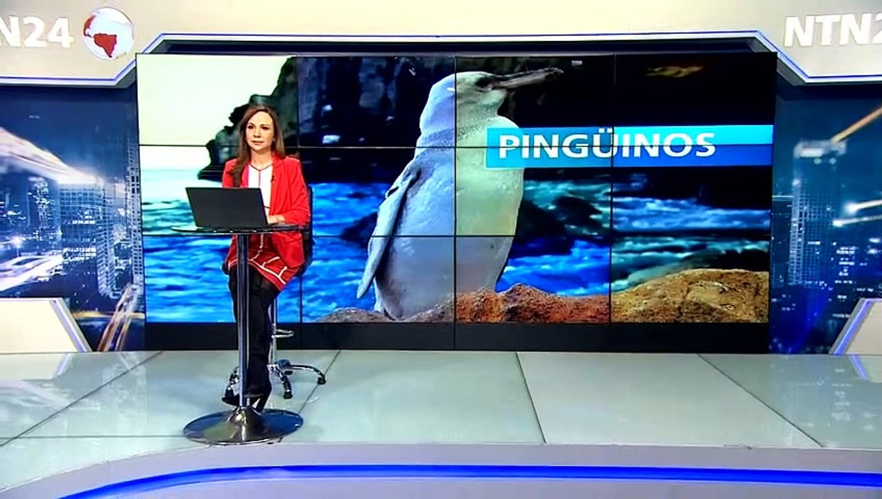 PINGÜINOS ANTÁRTIDA