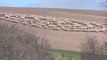 Vídeo: Ovelhas são flagradas andando em círculos por 12 dias seguidos