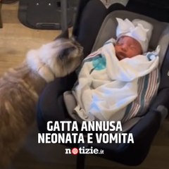 La gatta vomita subito dopo aver incontrato la neonata
