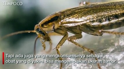 Ternak Miliaran Kecoak di Cina, Apa Saja Manfaatnya?