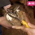 Trimming and shoeing a horse full video